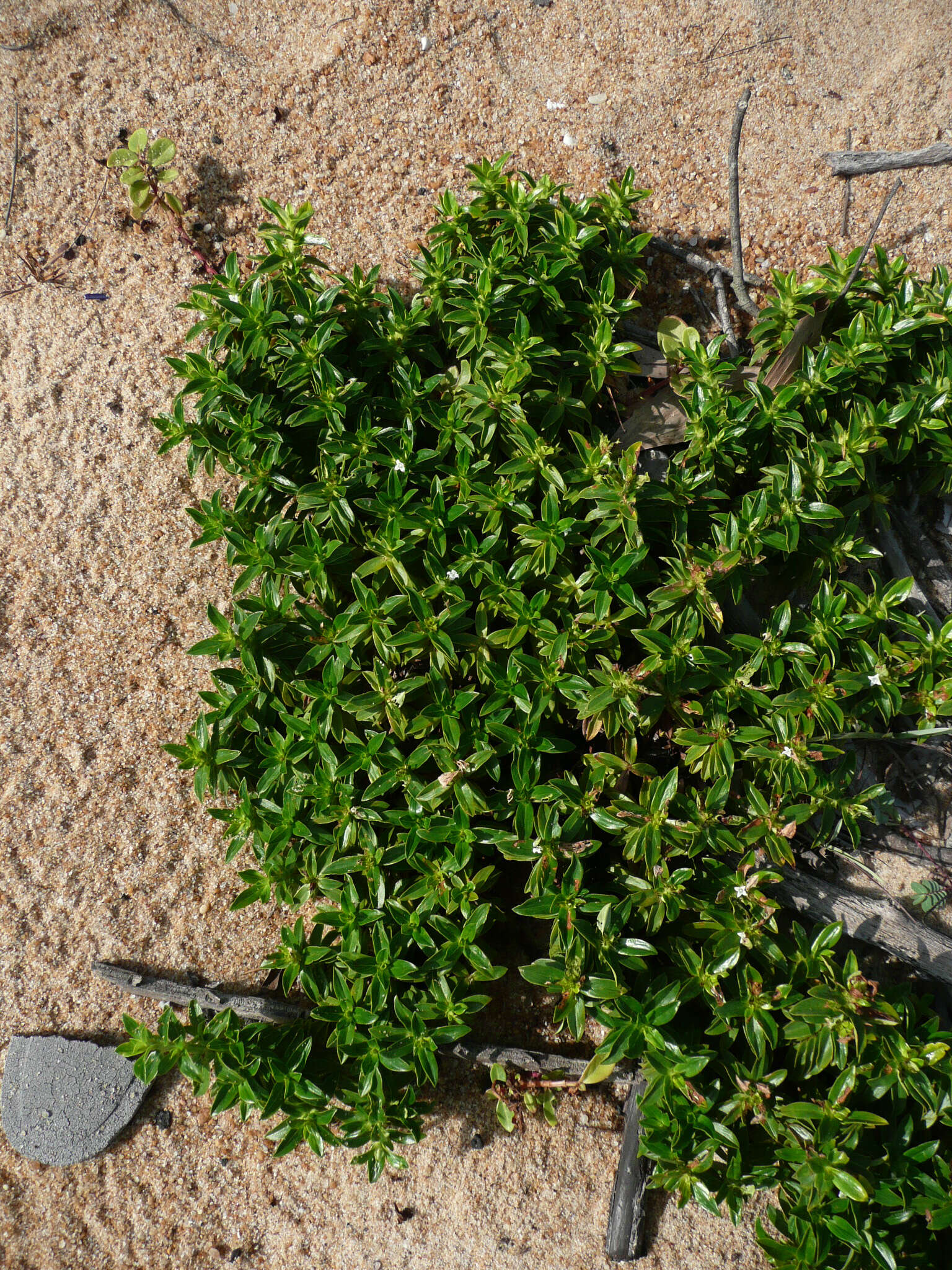 Image of Seaside Buttonweed