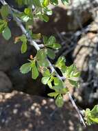 Image de Prunus havardii (W. Wight) Mason