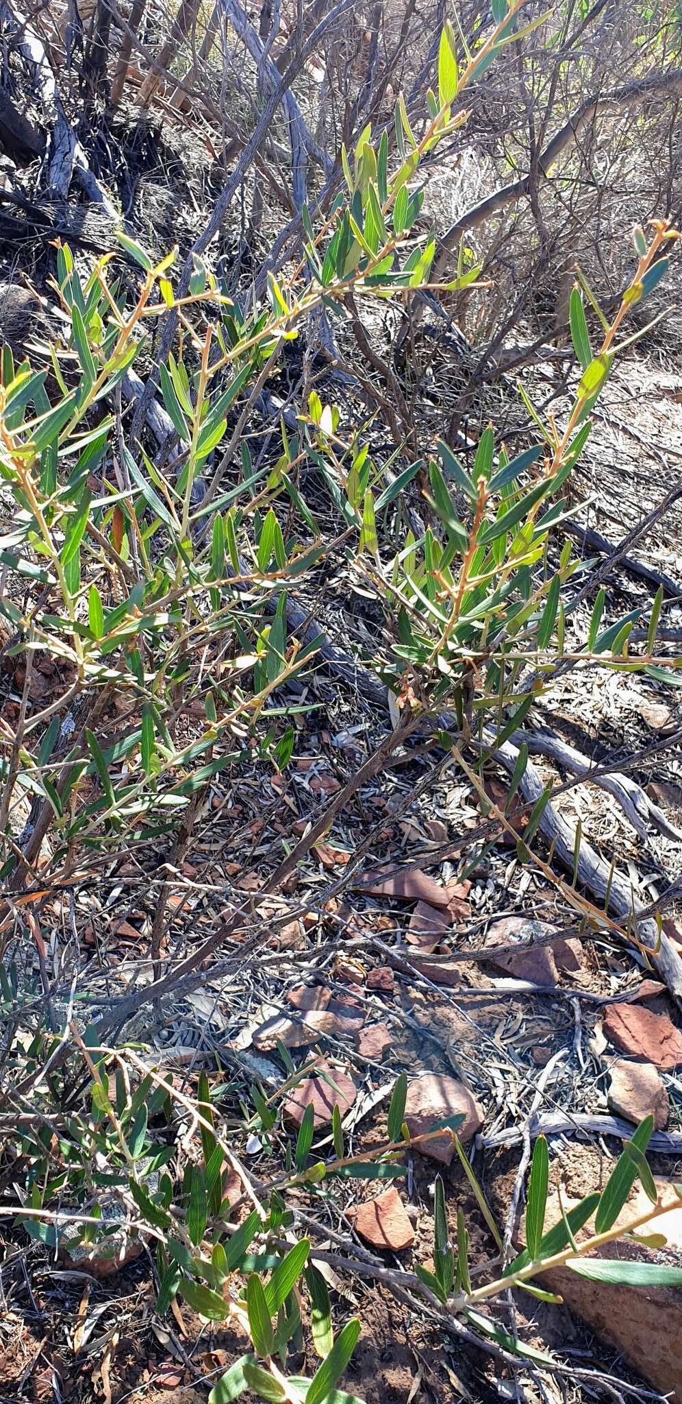 Image of Grevillea aspera R. Br.