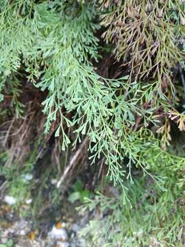 Image of clubbed creepingfern