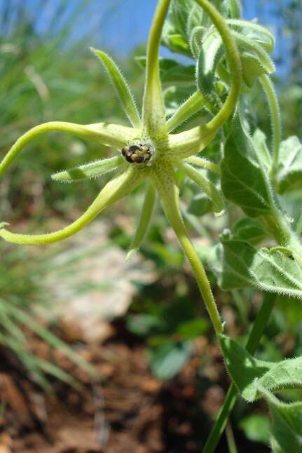 Image of Ceropegia macropetala (Schltr.) Bruyns