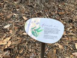 Image of lemonscented gum