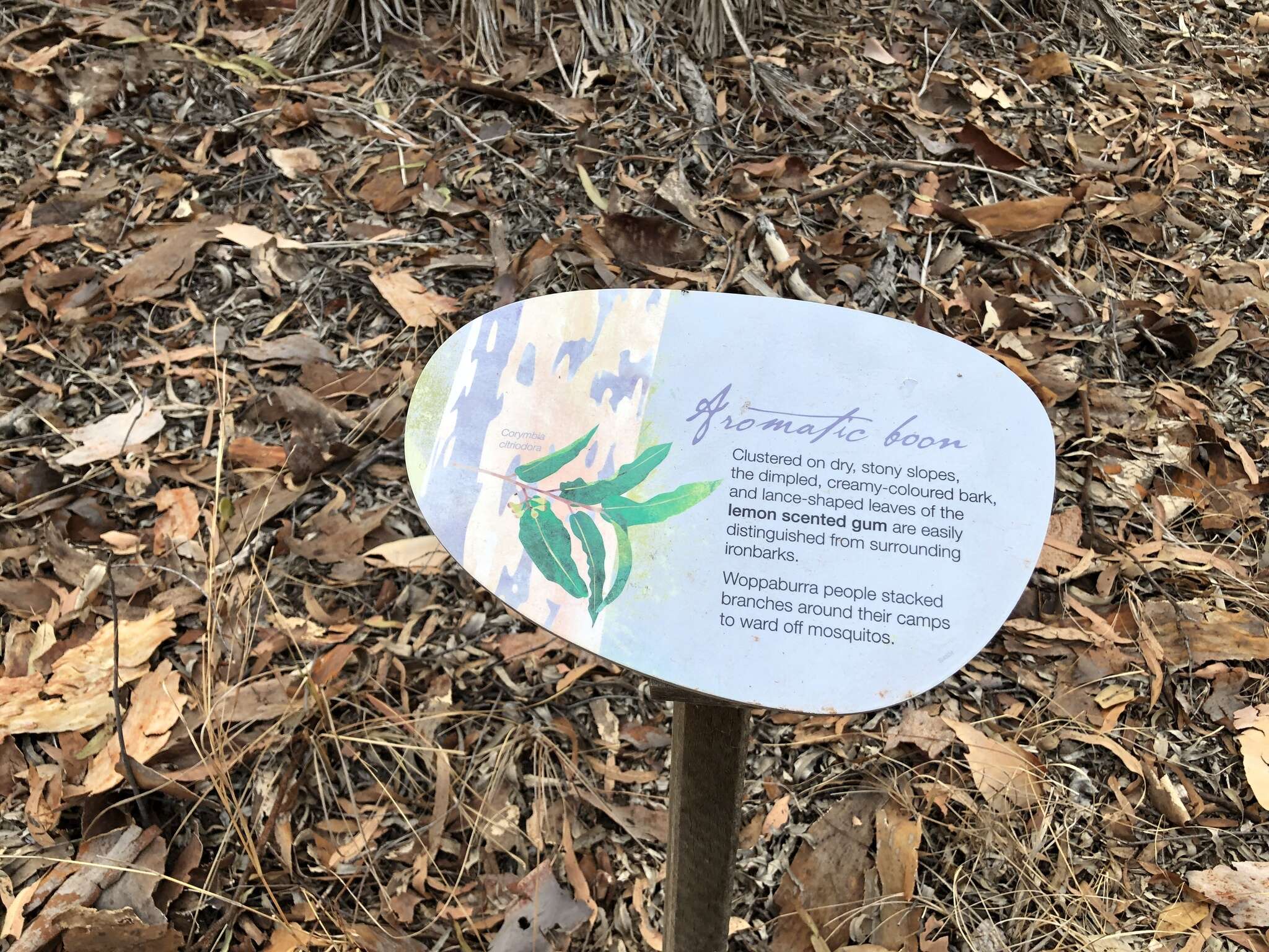 Image of lemonscented gum