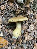 Слика од Cortinarius cotoneus Fr. 1838