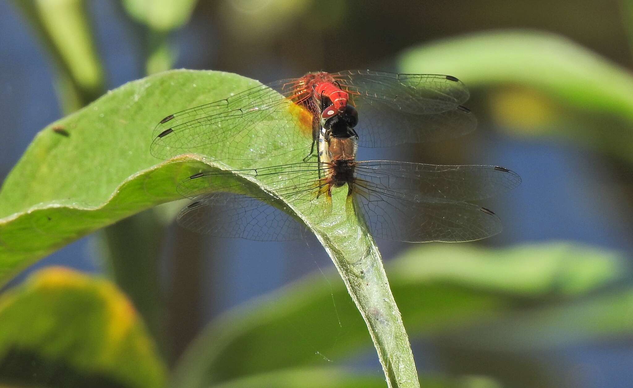 Image de Aethriamanta nymphaeae Lieftinck 1949