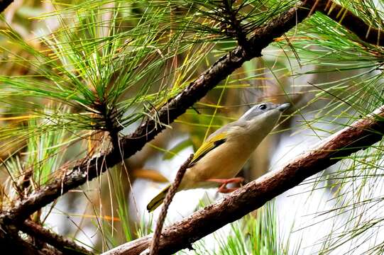 Imagem de Pteruthius aeralatus Blyth 1855