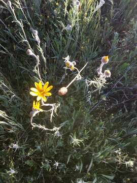 Image of Common Woolly Sunflower