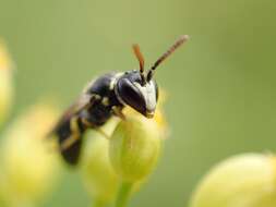 Image de Hylaeus pictipes Nylander 1852