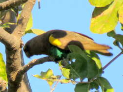 Image of Poicephalus meyeri damarensis Neumann 1898