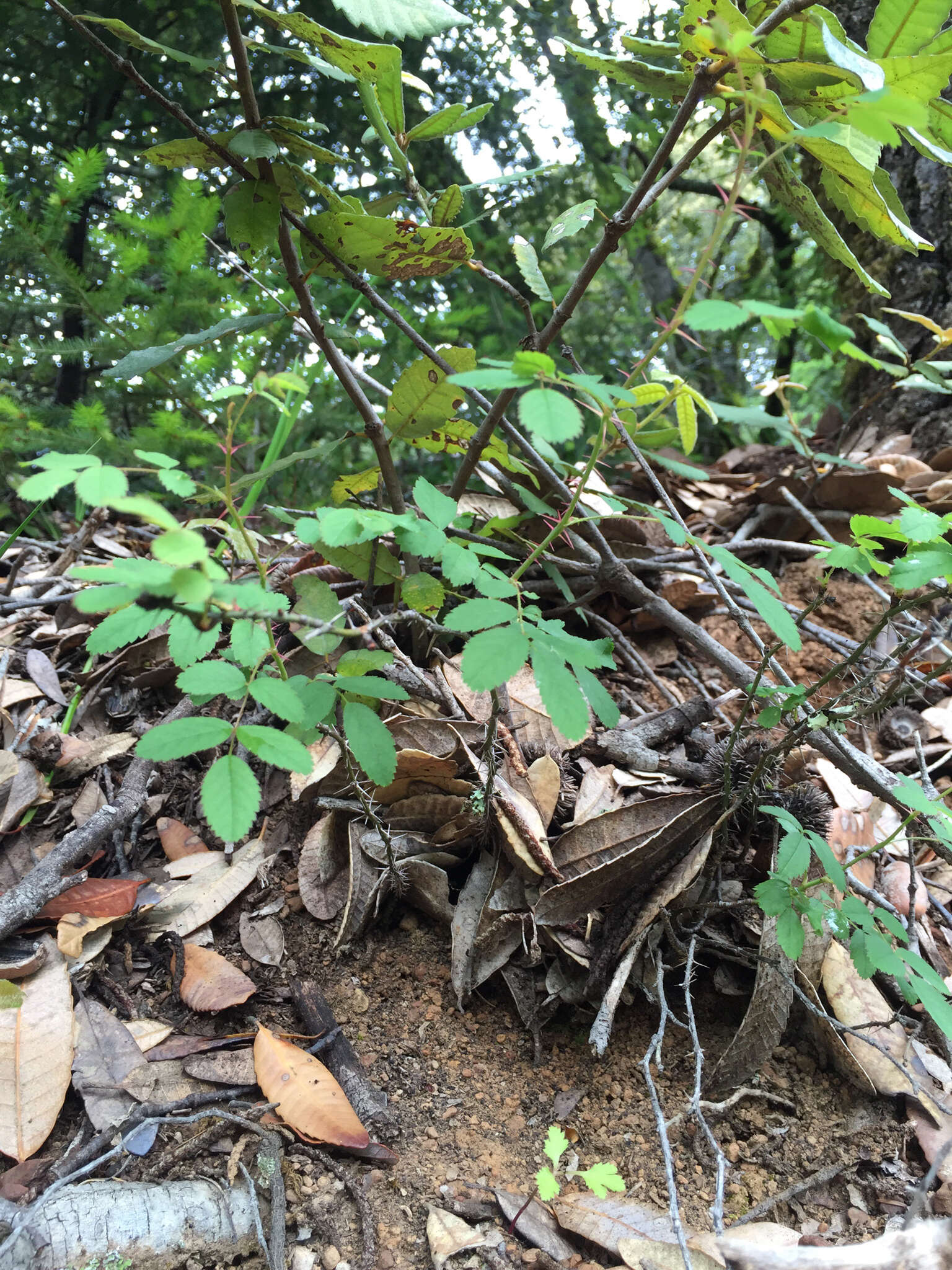 Imagem de Rosa gymnocarpa subsp. gymnocarpa