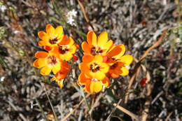 Image of Ixia calendulacea Goldblatt & J. C. Manning