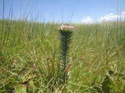 Image of Macledium zeyheri subsp. argyrophyllum (Oliv.) S. Ortiz