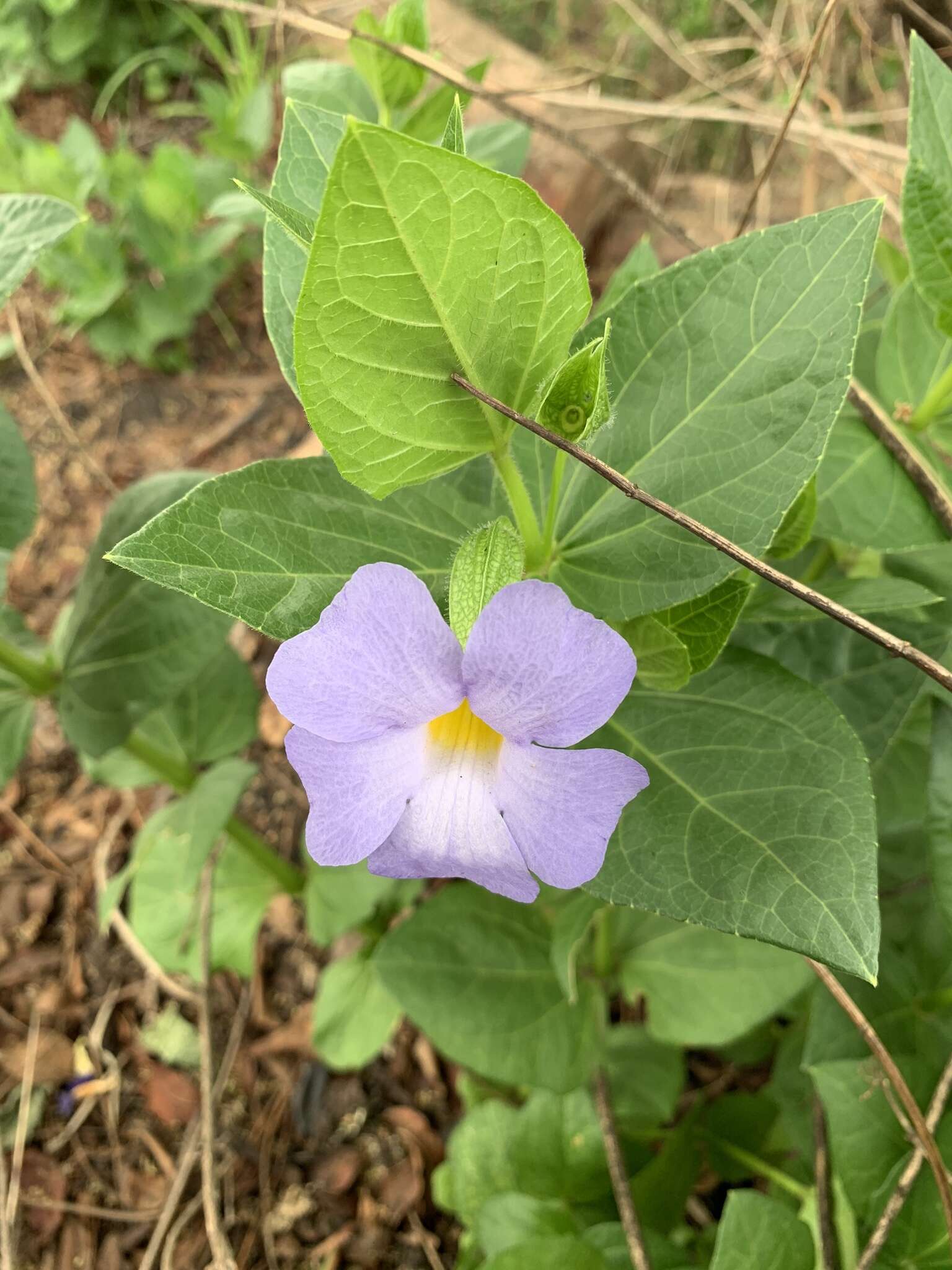 Image of Thunbergia natalensis Hook.