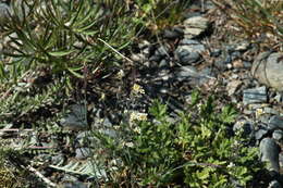 Image de Draba yukonensis A. E. Porsild