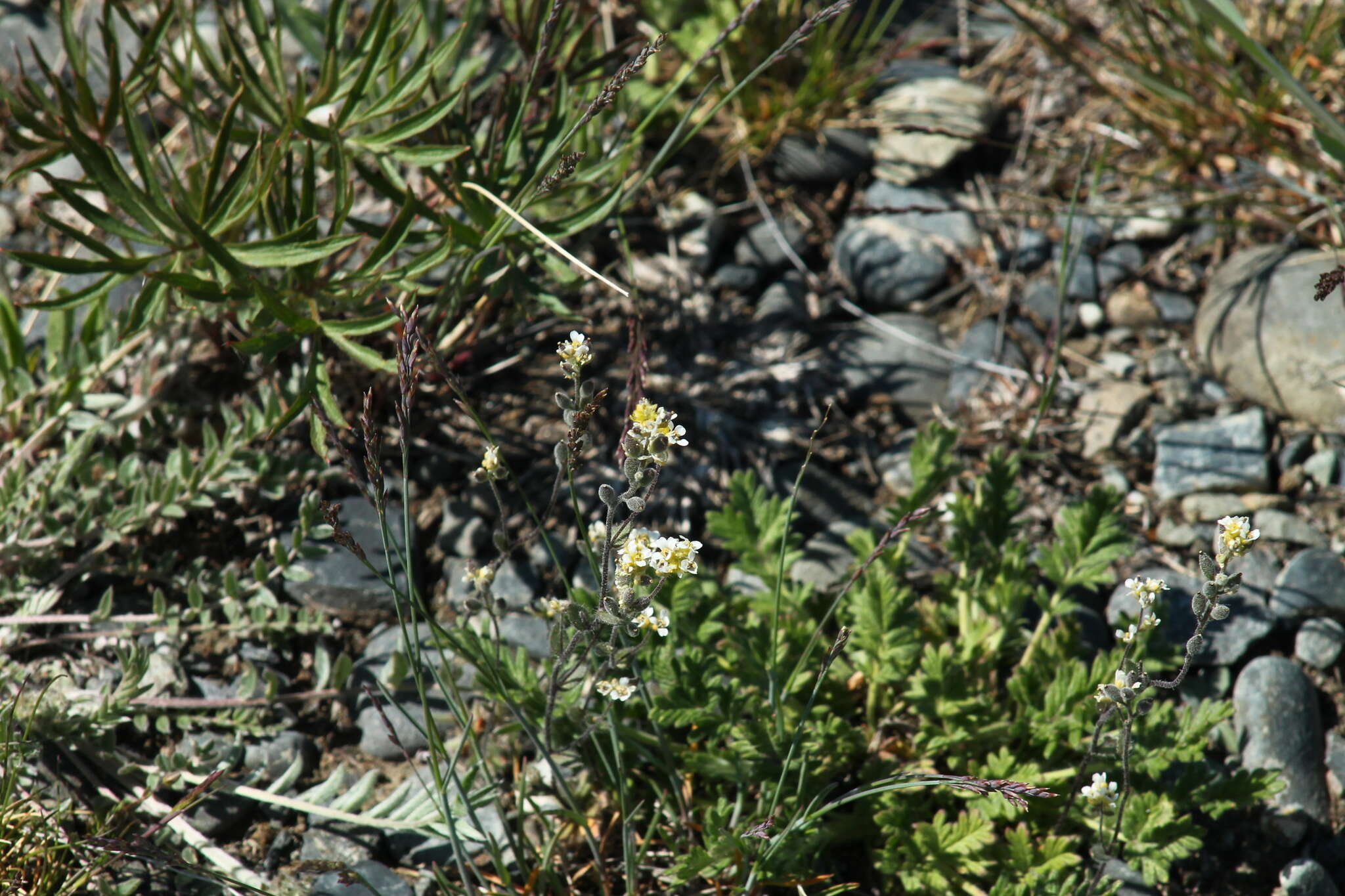 Image of Yukon whitlowgrass