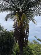 Image of Norfolk Island Tree Fern