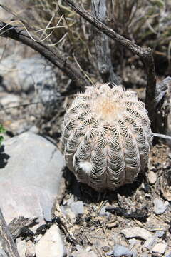 Image of Echinocereus reichenbachii var. reichenbachii