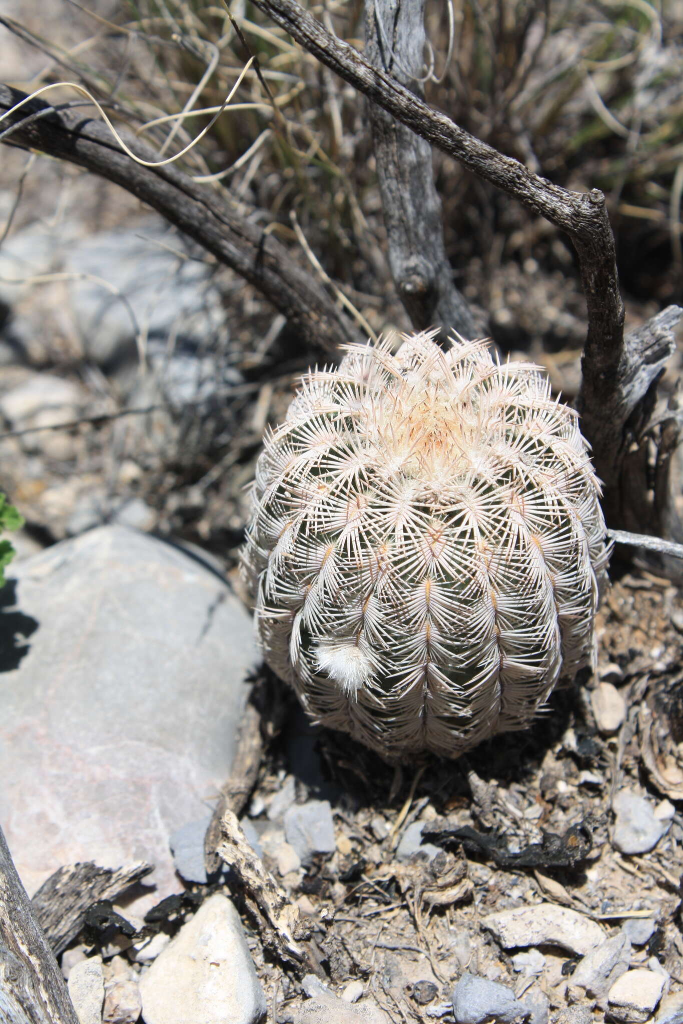 Image of Echinocereus reichenbachii var. reichenbachii