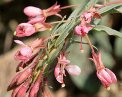 Eremothera boothii subsp. decorticans (Hook. & Arn.) W. L. Wagner & Hoch resmi