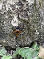 Image of Volucella inflata (Fabricius 1794)