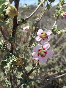 Image of Anisodontea triloba (Thunb.) D. M. Bates