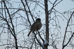 Image of Siberian Jay