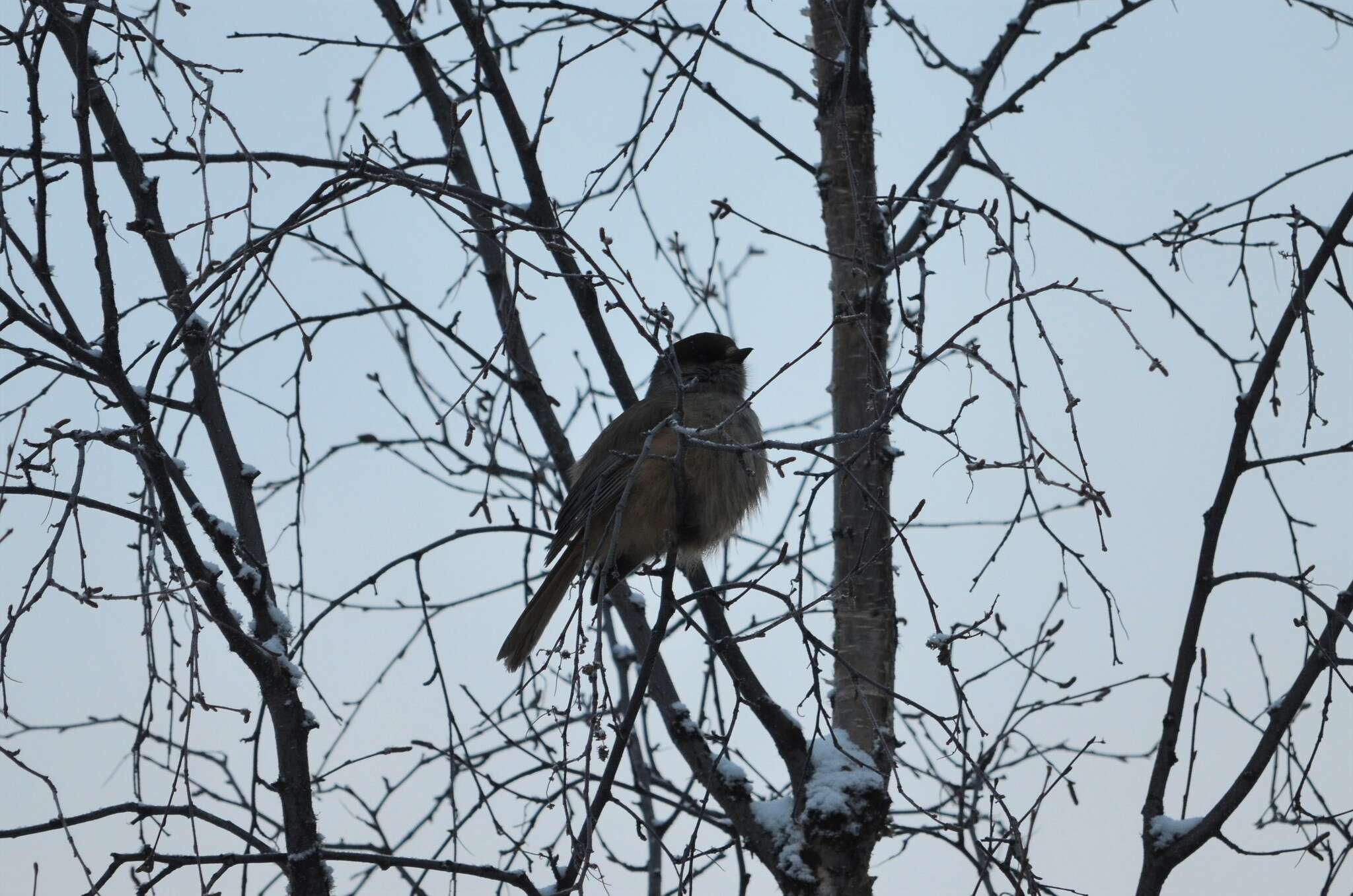 Image of Siberian Jay