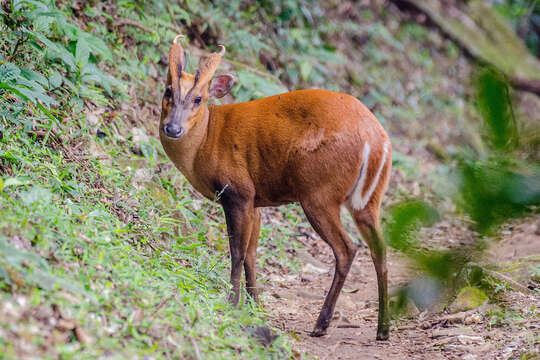 Image of Barking Deer