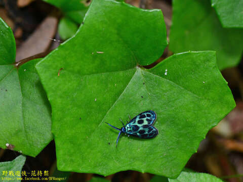 Image of <i>Clelea formosana</i>