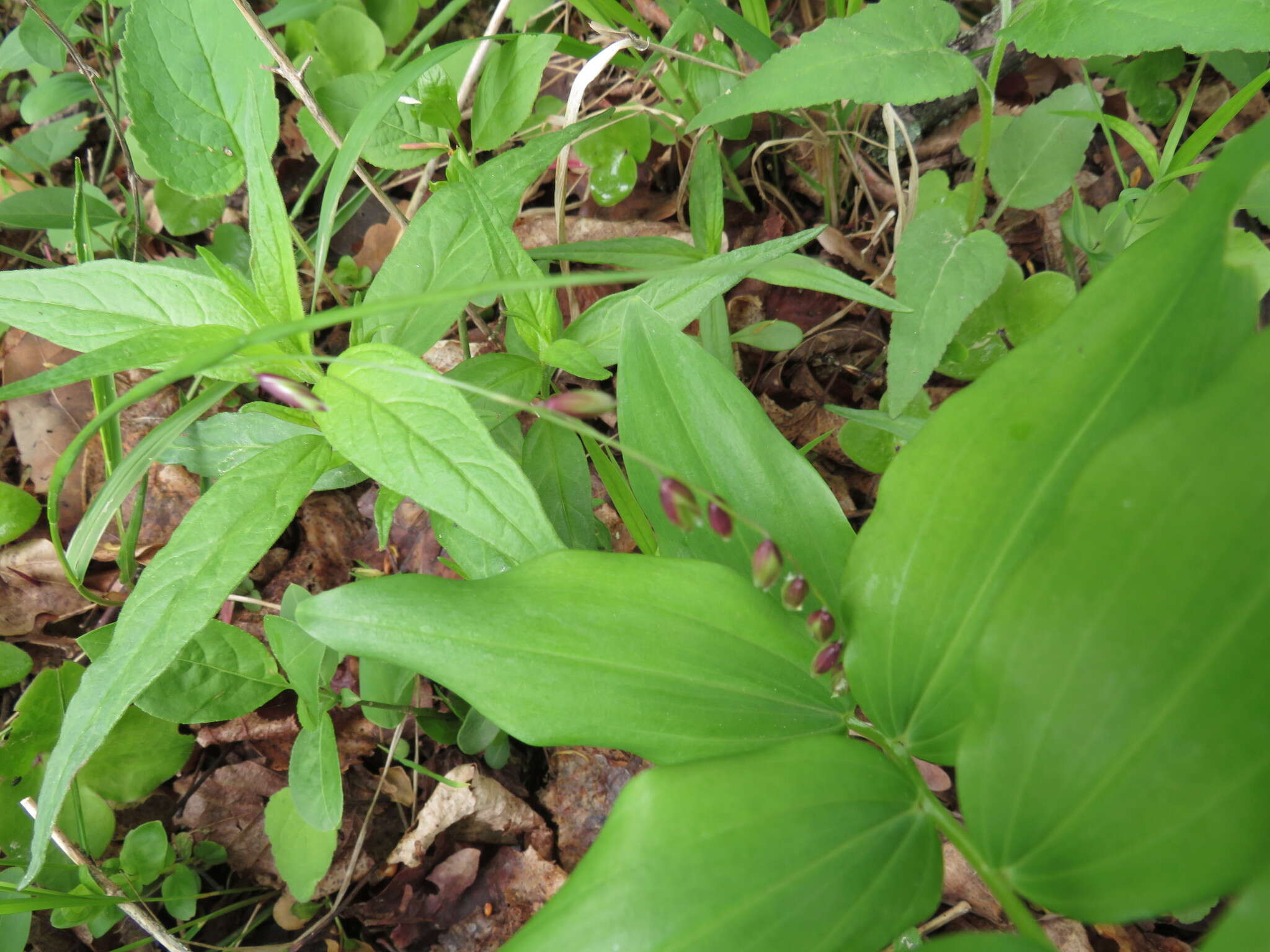 Image of Melica nutans L.