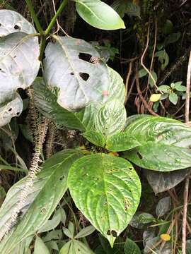 Image of Columnea kucyniakii Raymond