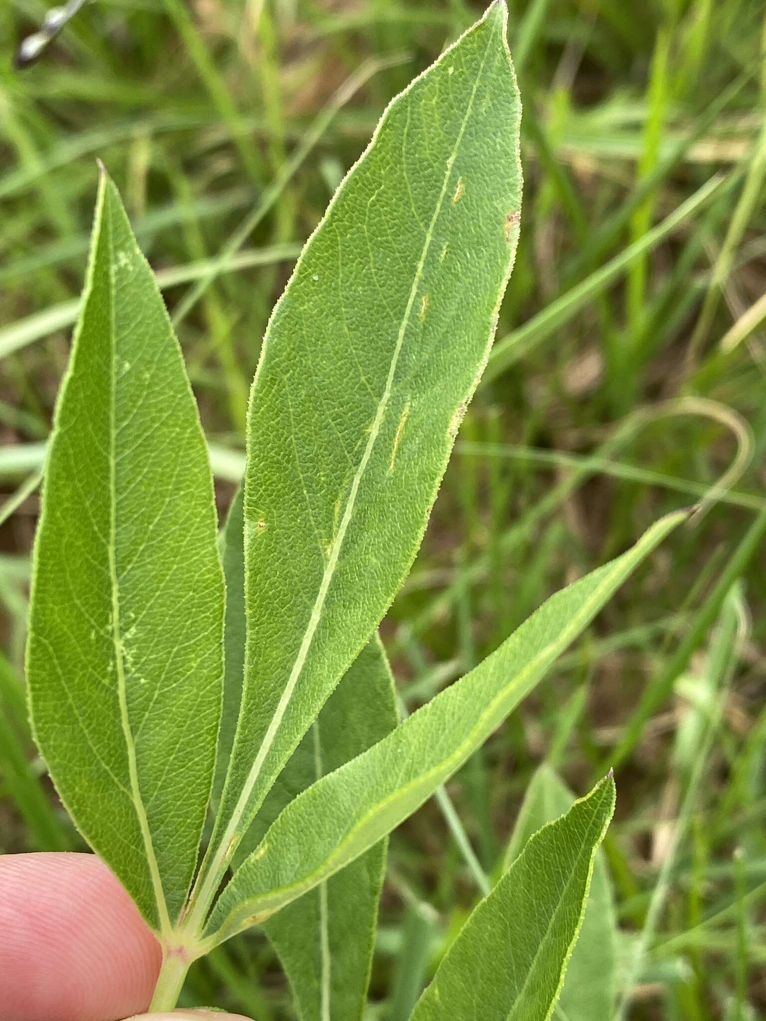 Image de Heteromorpha involucrata Conrath