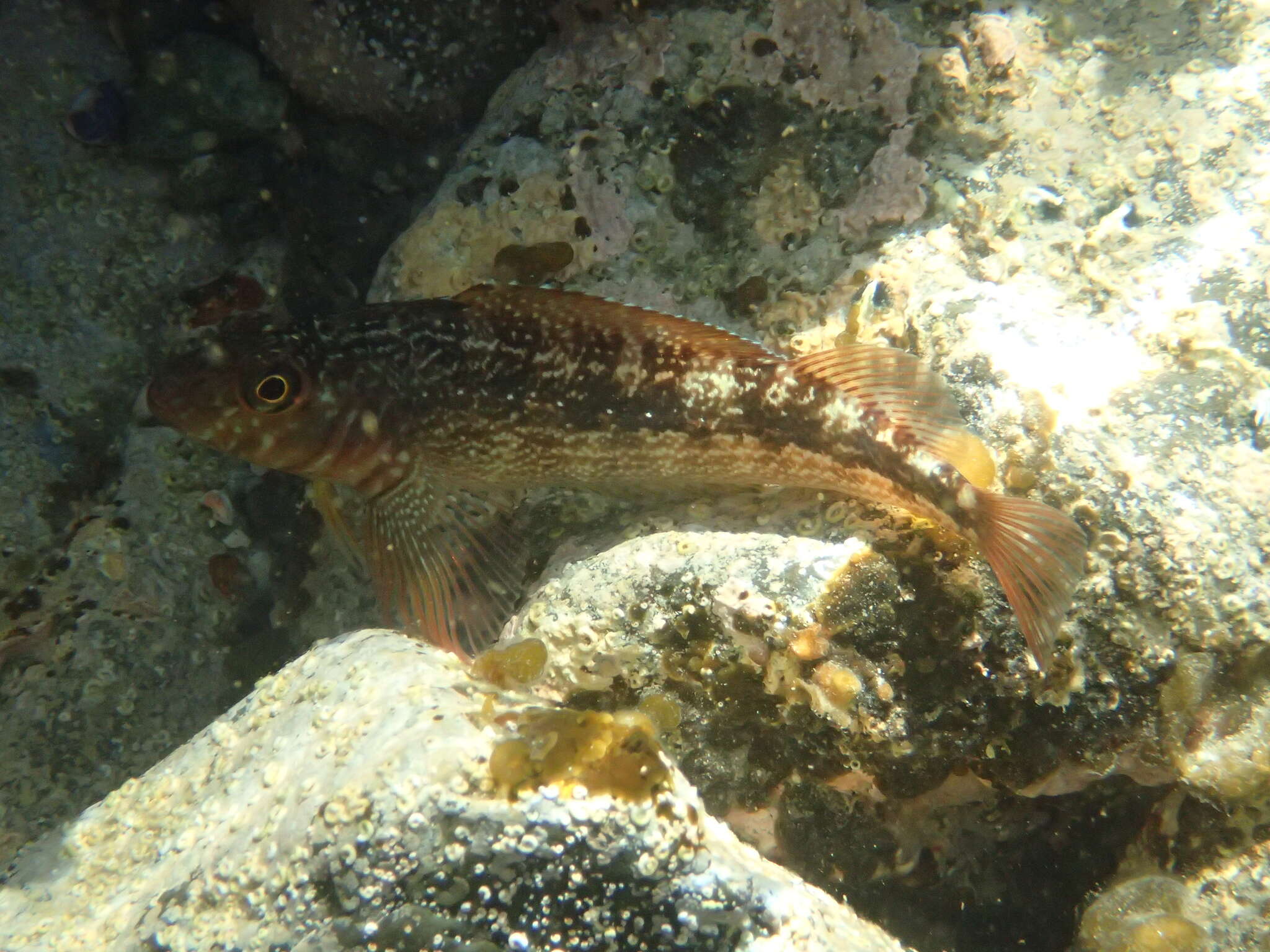 Image of Striped Triplefin