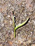 Image of Epilobium willisii Raven & Engelhorn