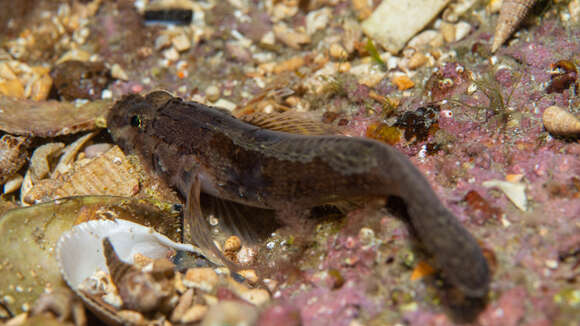 Слика од Callogobius mucosus (Günther 1872)