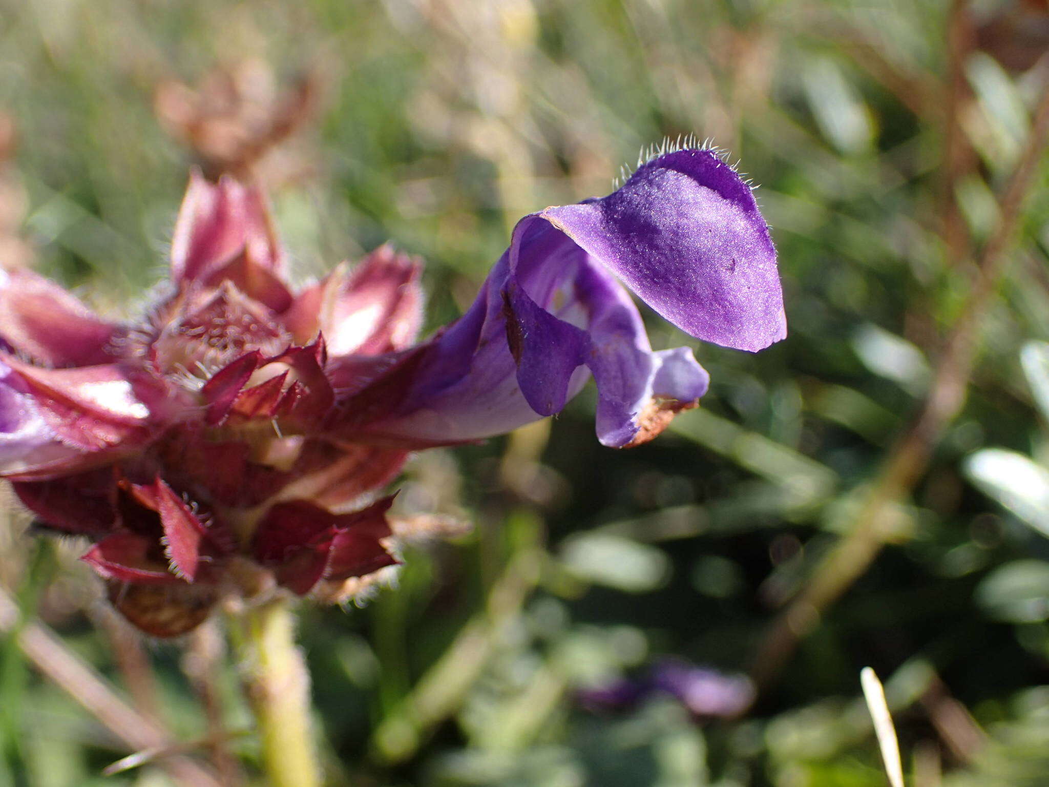 Imagem de Prunella grandiflora (L.) Turra