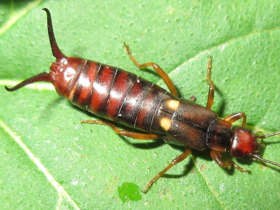 Image of Anechura japonica (de Bormans 1880)