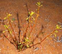 Image of Diascia nodosa K. E. Steiner