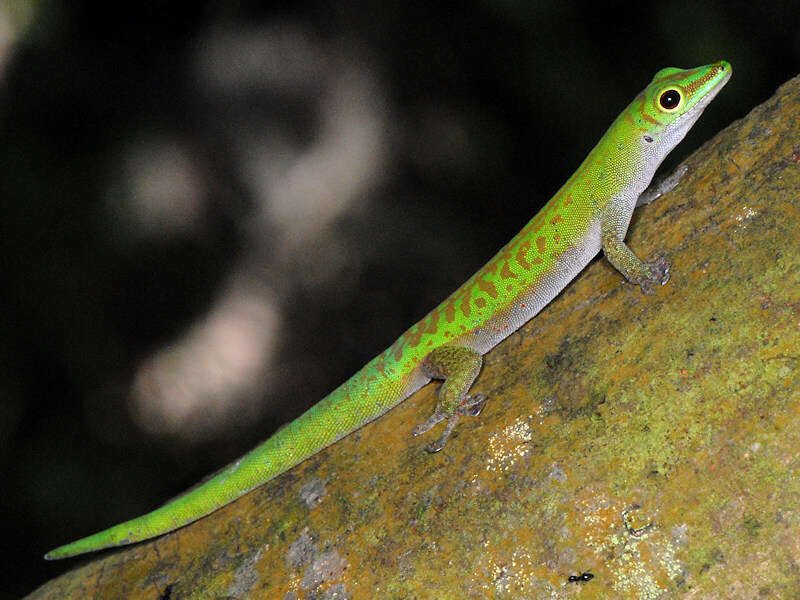 Imagem de Phelsuma astriata semicarinata Cheke 1982