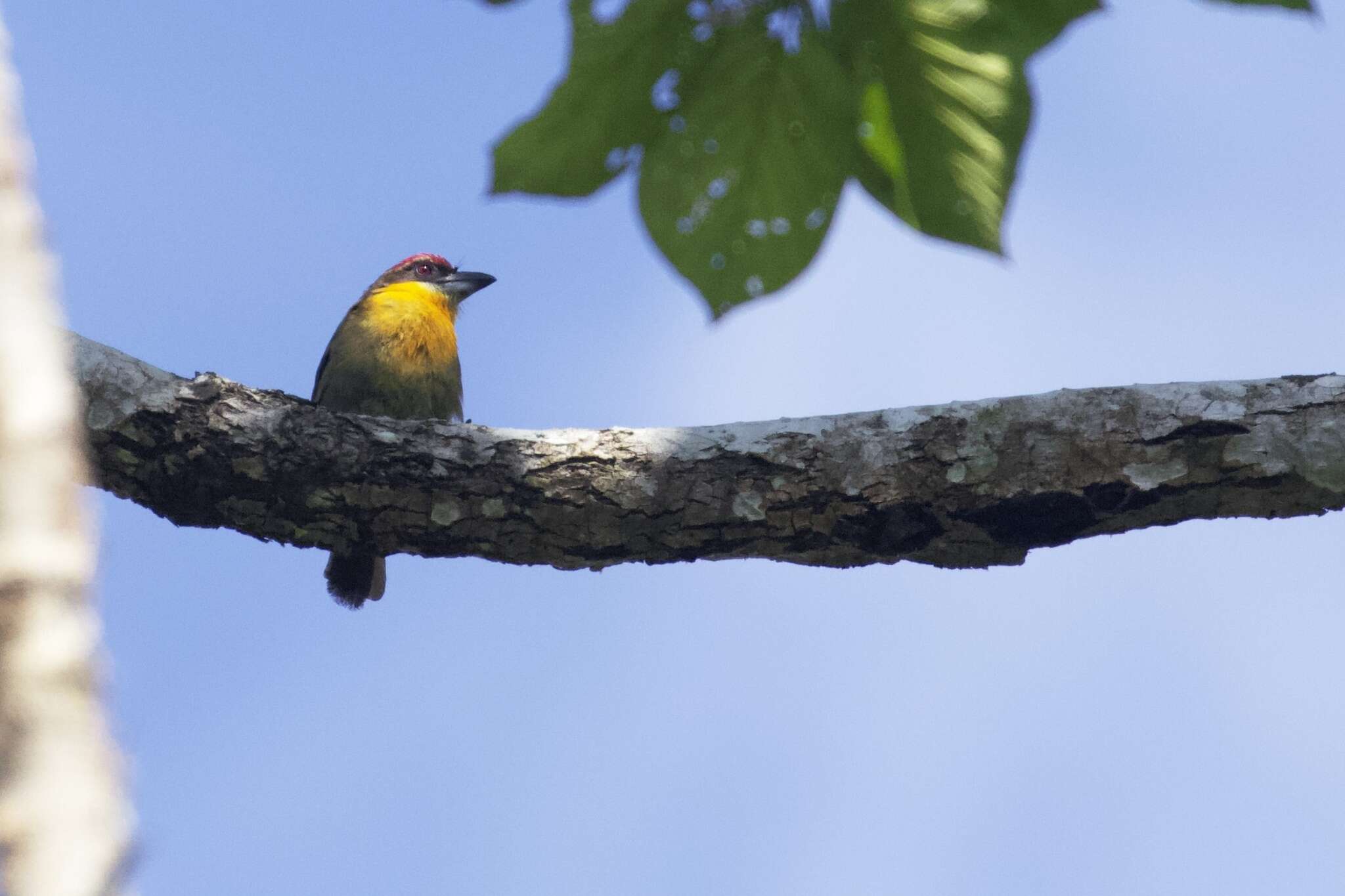 Image of Scarlet-crowned Barbet