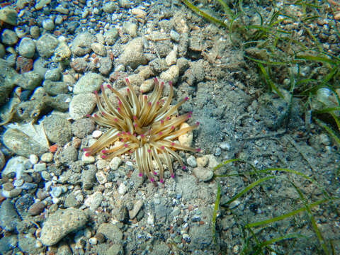 Image of Golden anemone