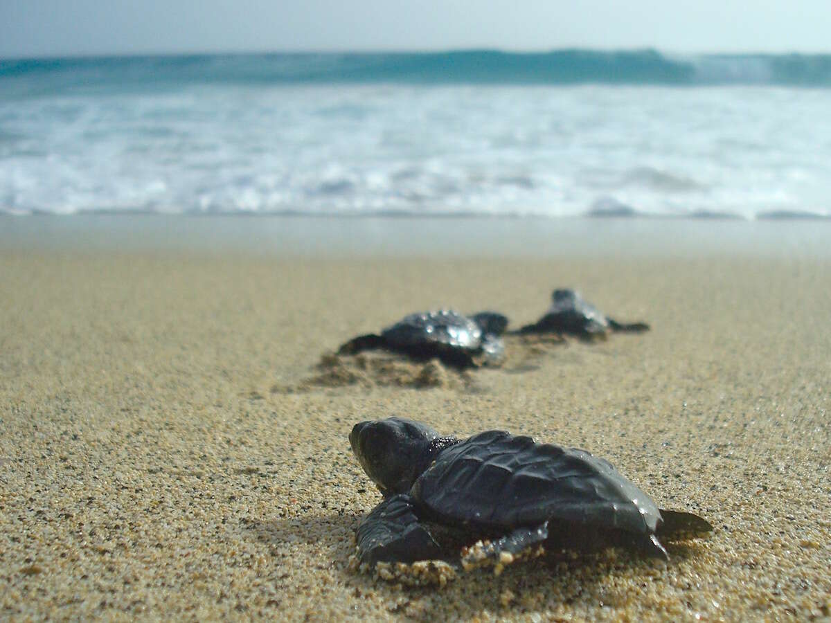 Image of Loggerhead sea turtles