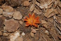Image of Rebutia krugerae (Cárdenas) Backeb.