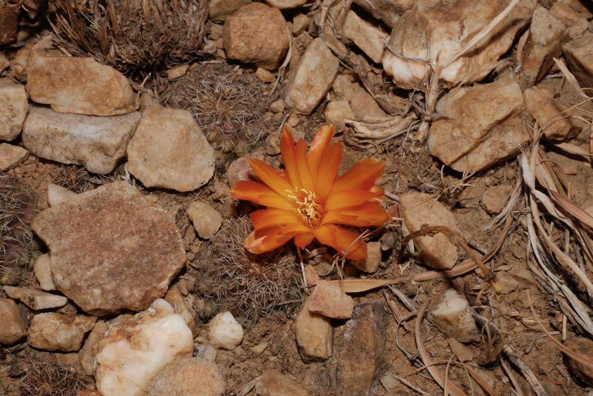 Image of Rebutia krugerae (Cárdenas) Backeb.