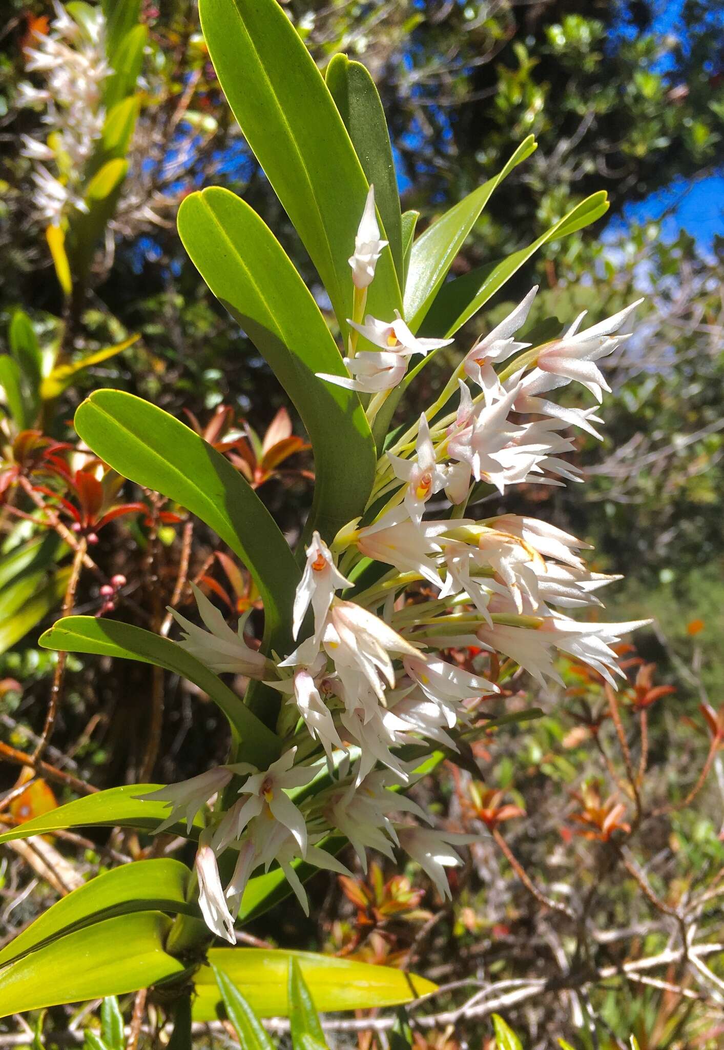 Image of Maxillaria biolleyi (Schltr.) L. O. Williams