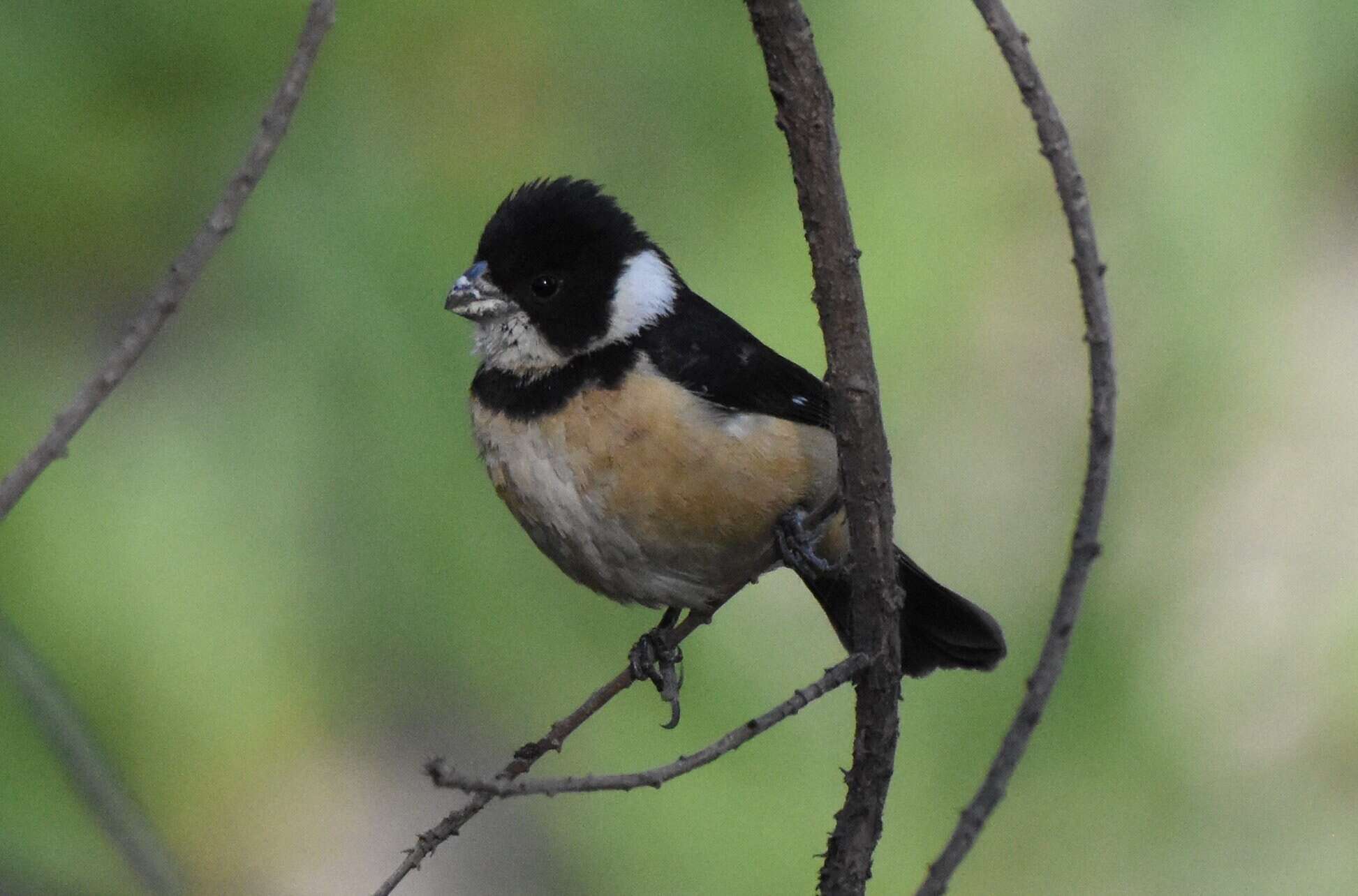 صورة Sporophila torqueola torqueola (Bonaparte 1850)