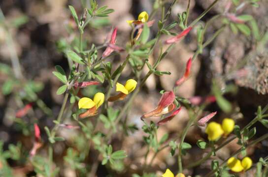 Image of <i>Acmispon wrightii</i>