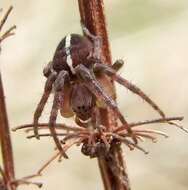 Image of Colaranea brunnea Court & Forster 1988