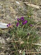 Image de Oxytropis popoviana Peschkova