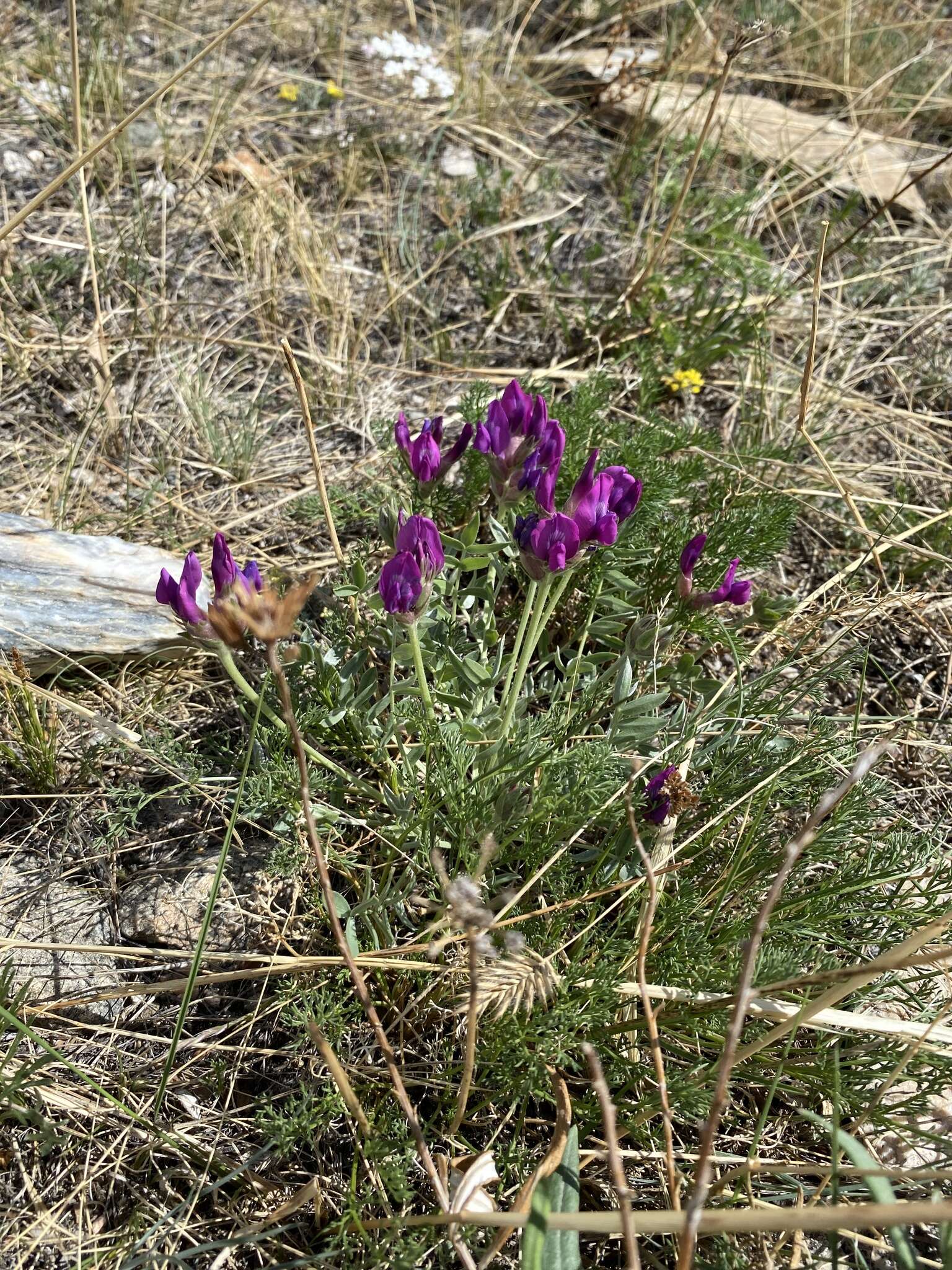 Image de Oxytropis popoviana Peschkova